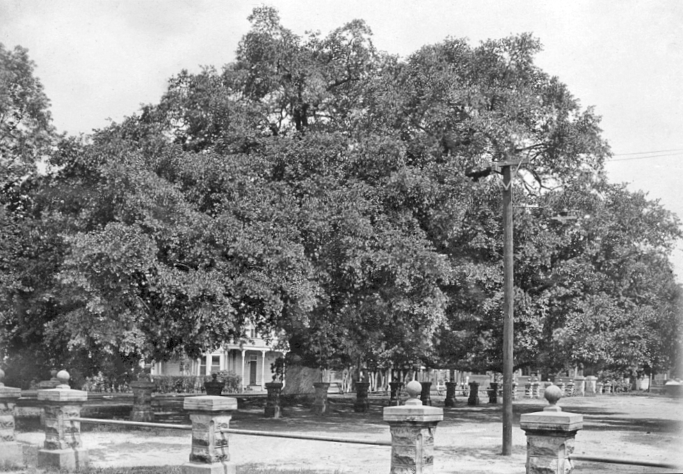 Cathedral Oak with original fence